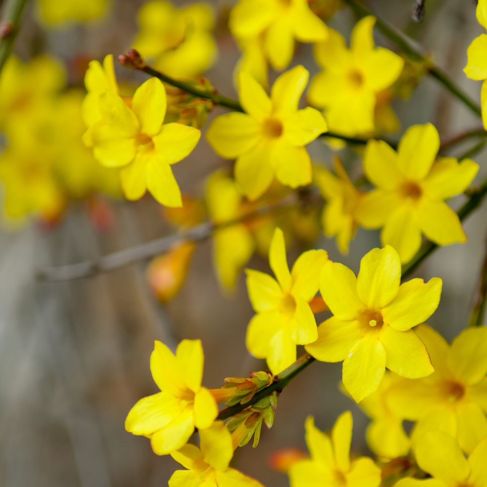 10 Trees and Plants That Bloom in Winter