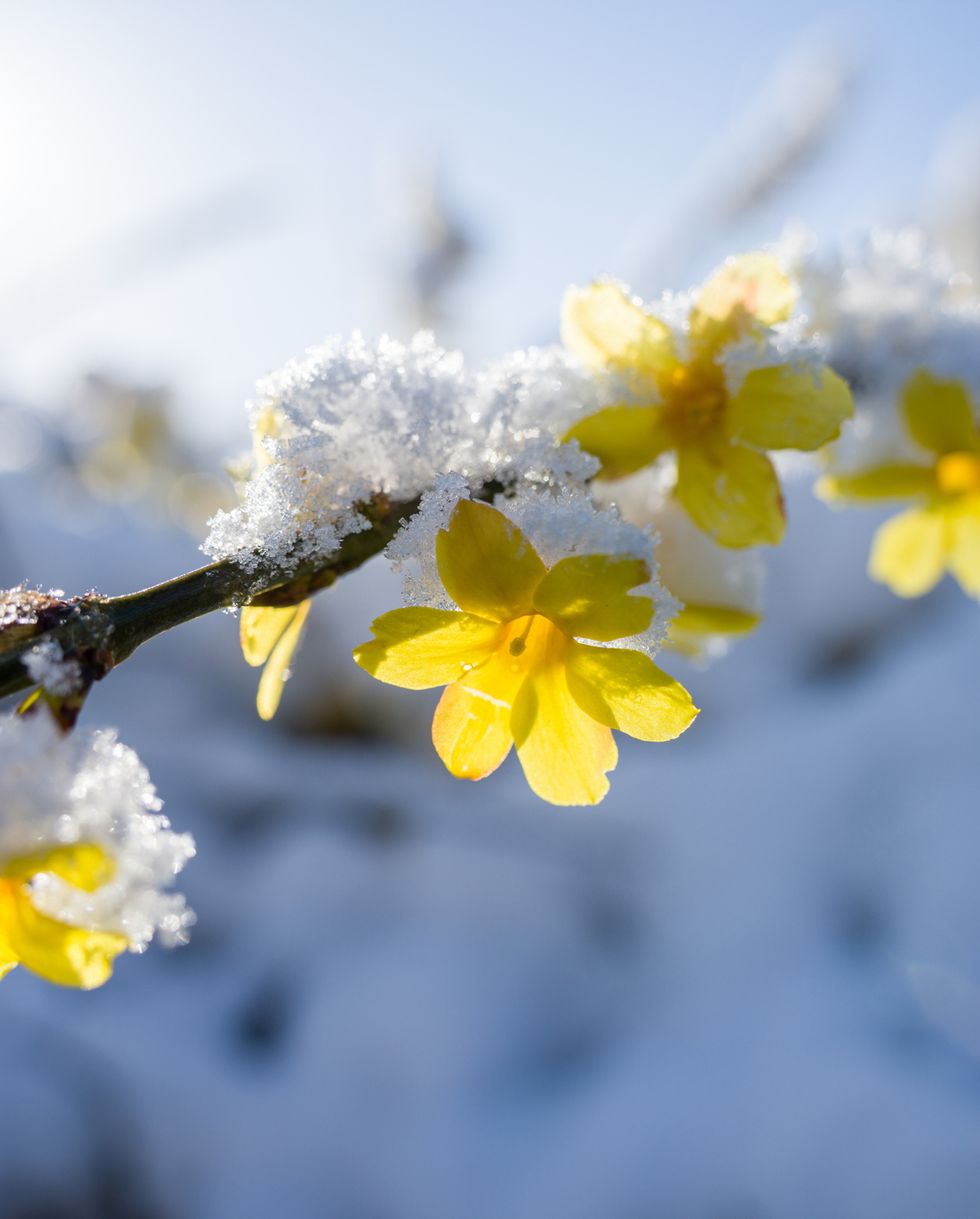 Winter Flowers: 16 Flowers That Bloom in Winter