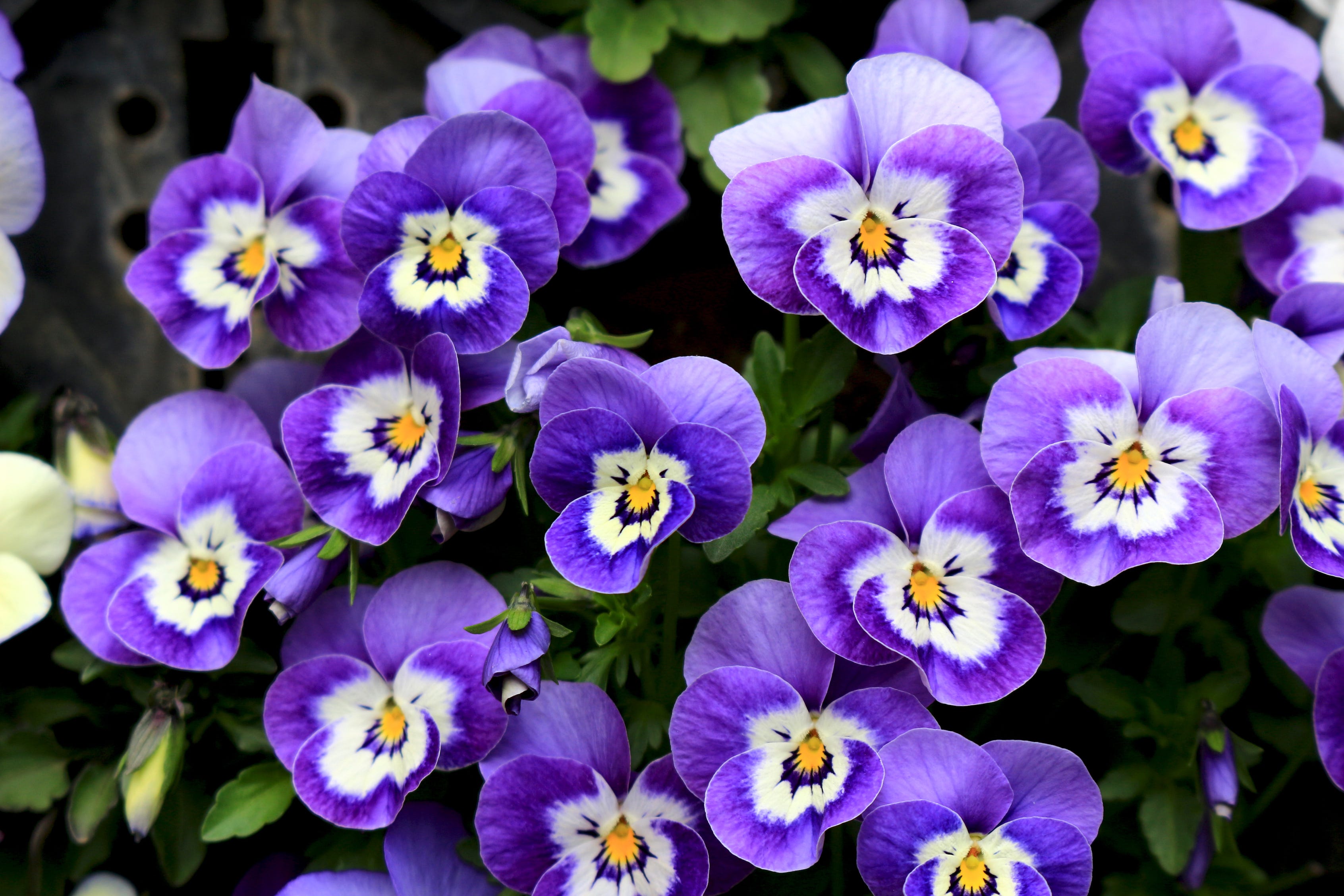 Winter Pansies - Best time to plant, gardening tips and more