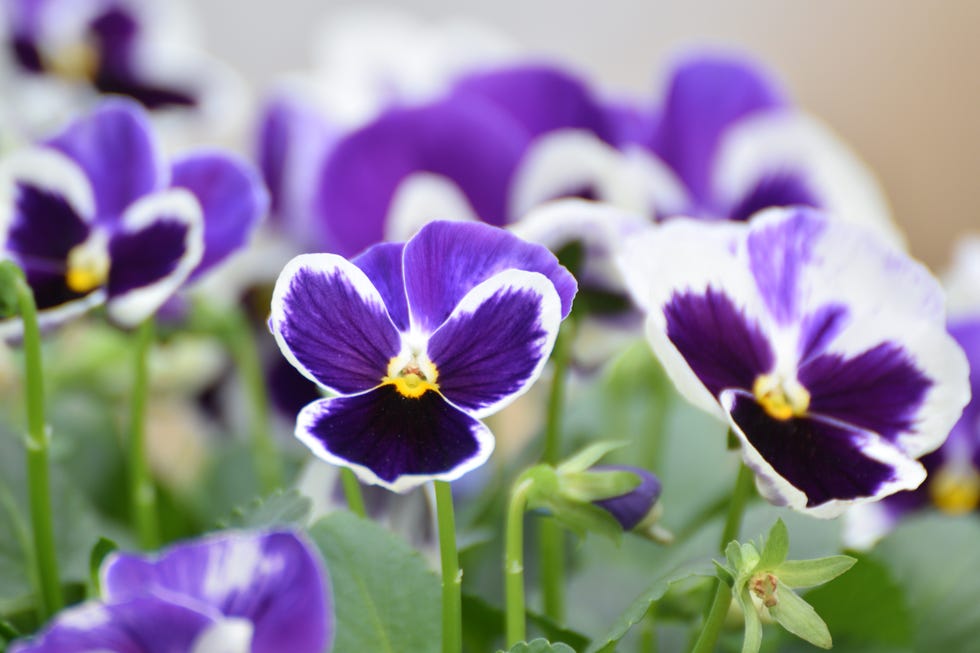 Winter Pansies - Best time to plant, gardening tips and more