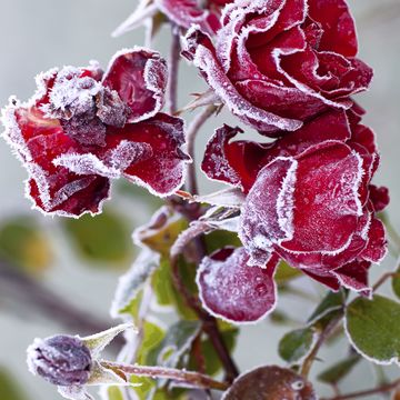 red roses covered with hoarfrost