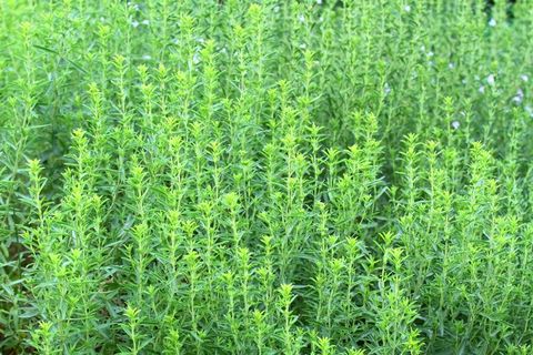 winter savory herb, satureja montana, in early summer