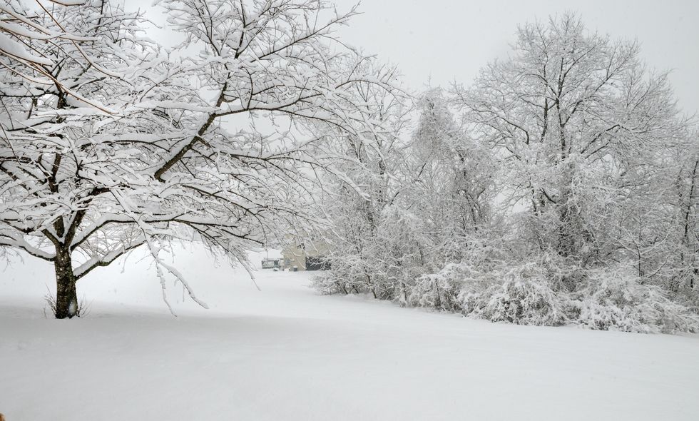 winter snow storm in the woods snow covered trees and bushes