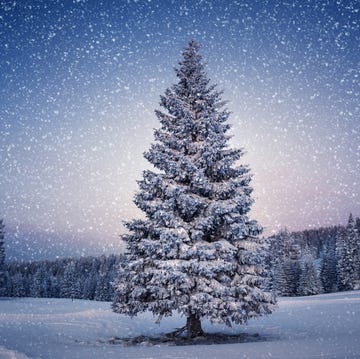 kerstboom in sneeuwlandschap