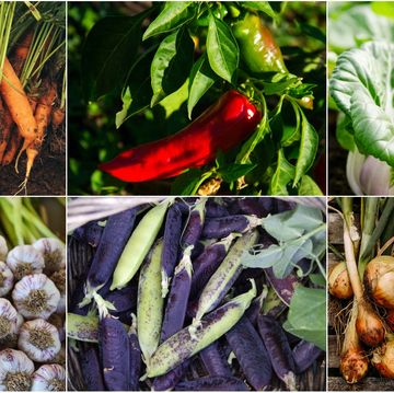 vegetables to plant in winter