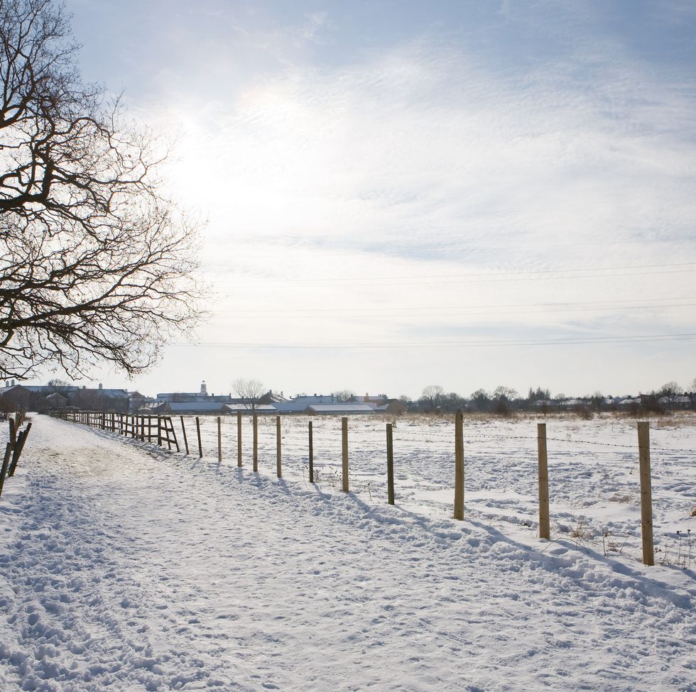 a snowy field with a fence and trees
