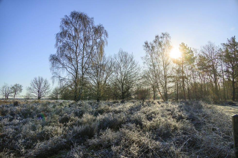 Wandelen in de winterzon is nergens zo fijn als op de Veluwe