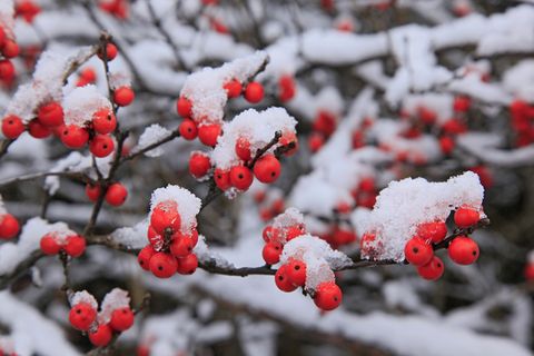 winterberry holly ilex verticellata