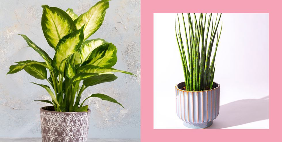 最も育てやすい観葉植物「フィロデンドロン」9種 | ELLE DECOR