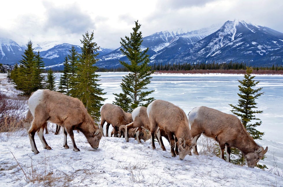 Dikhoornschapen in Jasper National Park
