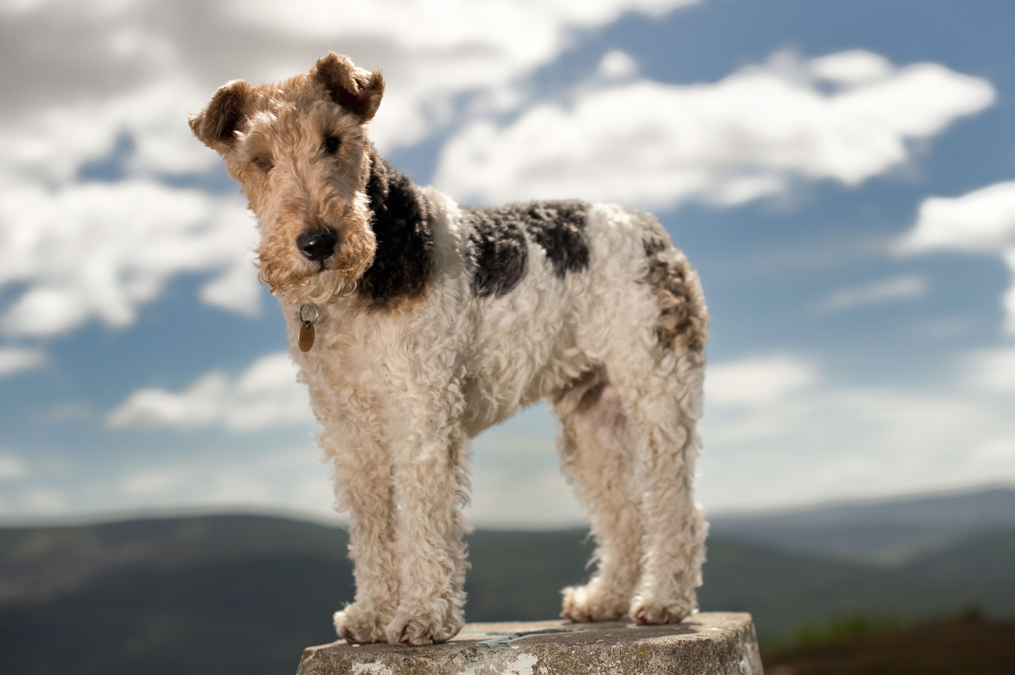 Types of hot sale terriers images