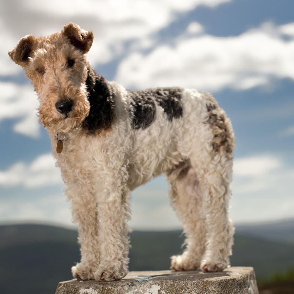 wire fox terrier on a hilltop pedestal smallest dog breeds