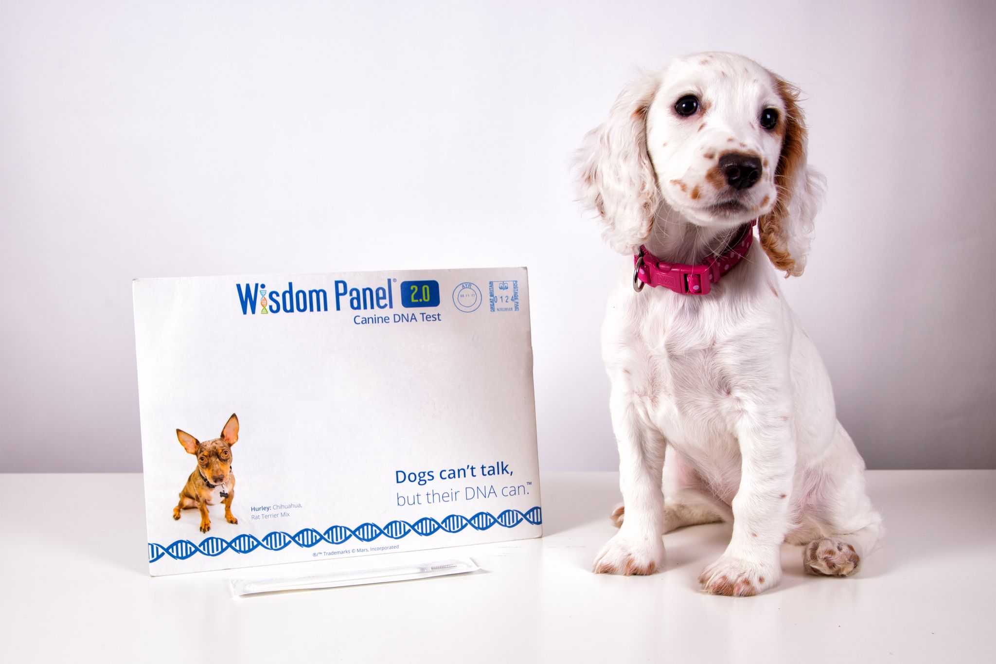 Wisdom Panel dog DNA kit RRP £75