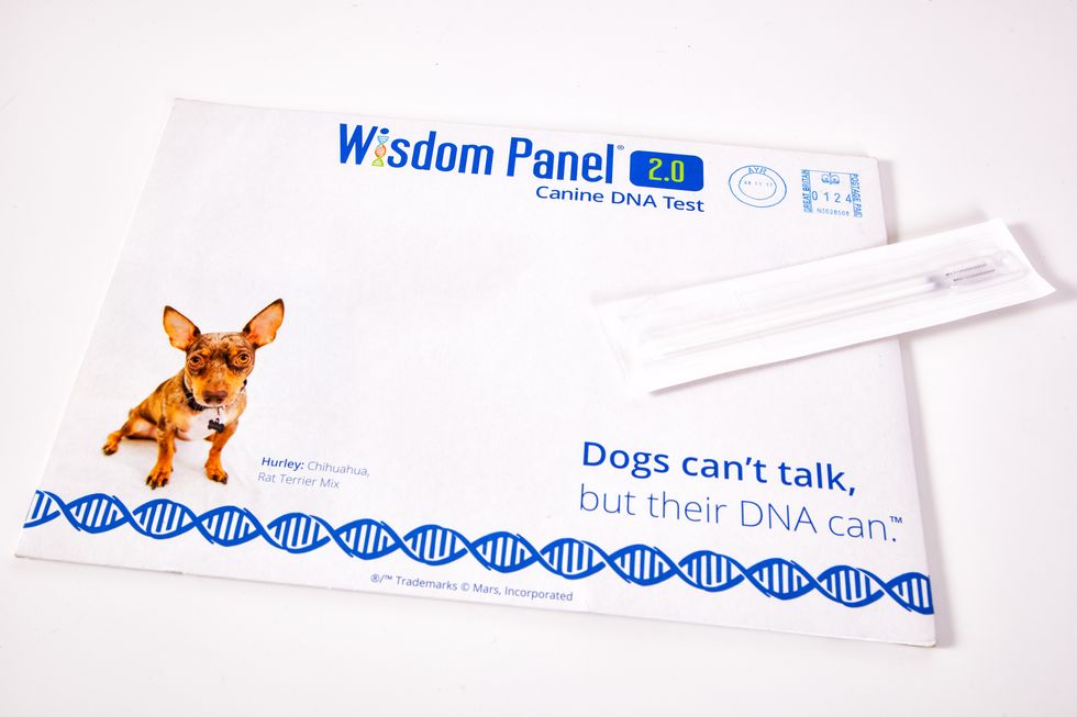 Wisdom Panel dog DNA kit, RRP £75
