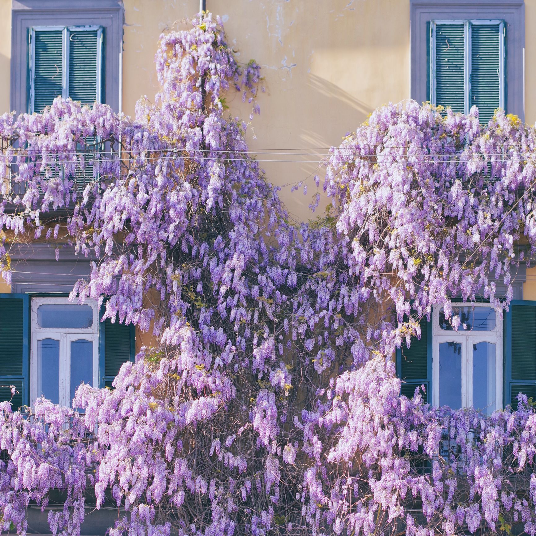 Wisteria Sinensis (Purple) - Fragrant Climbing Vine