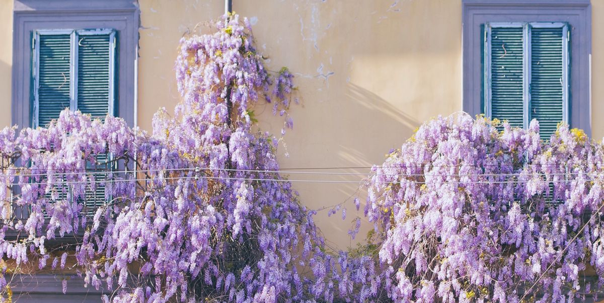 wisteria veranda prettiest flowering vines