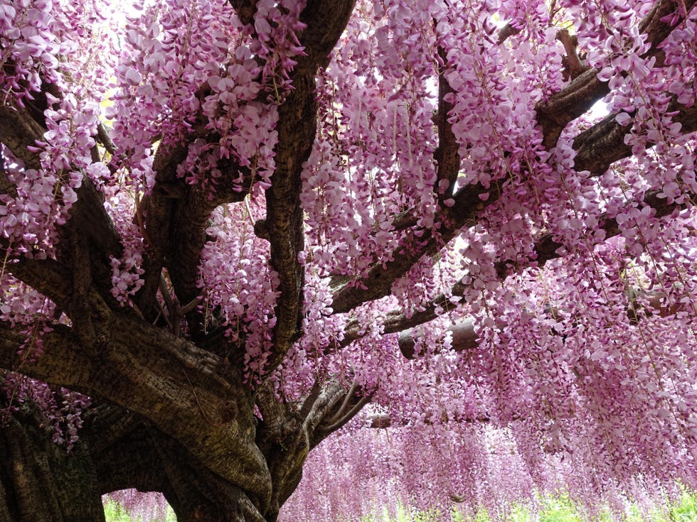 wisteria vine in kawachi fuji garden, japan