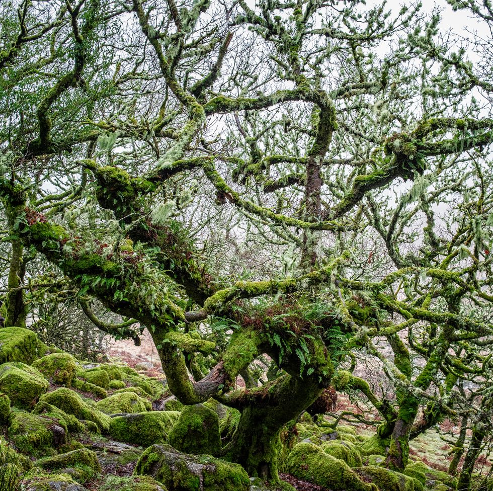 wistmans woods, dartmoor national parkjanuary, 2020