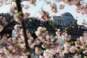 washington, dc april 2 with the jefferson memorial in the ba