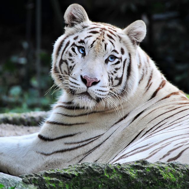 witte tijger komt niet meer voor in het wild hoeveel witte tijgers zijn er nog