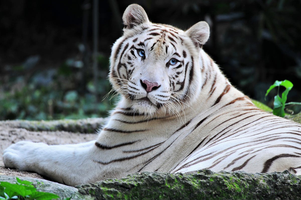 witte-tijger-wild-hoeveel-witte-tijgers-zijn-er-nog-6436ca81527e5.jpg