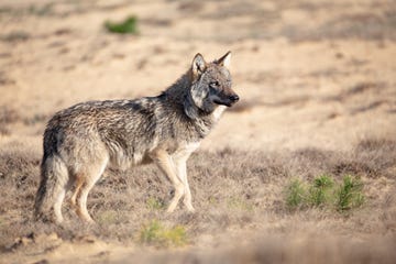 terugkeer van de wolf in nederland