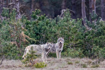 wolven in nationaal park de hoge veluwe, nederland