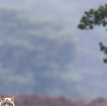 een wolf op de hoge veluwe