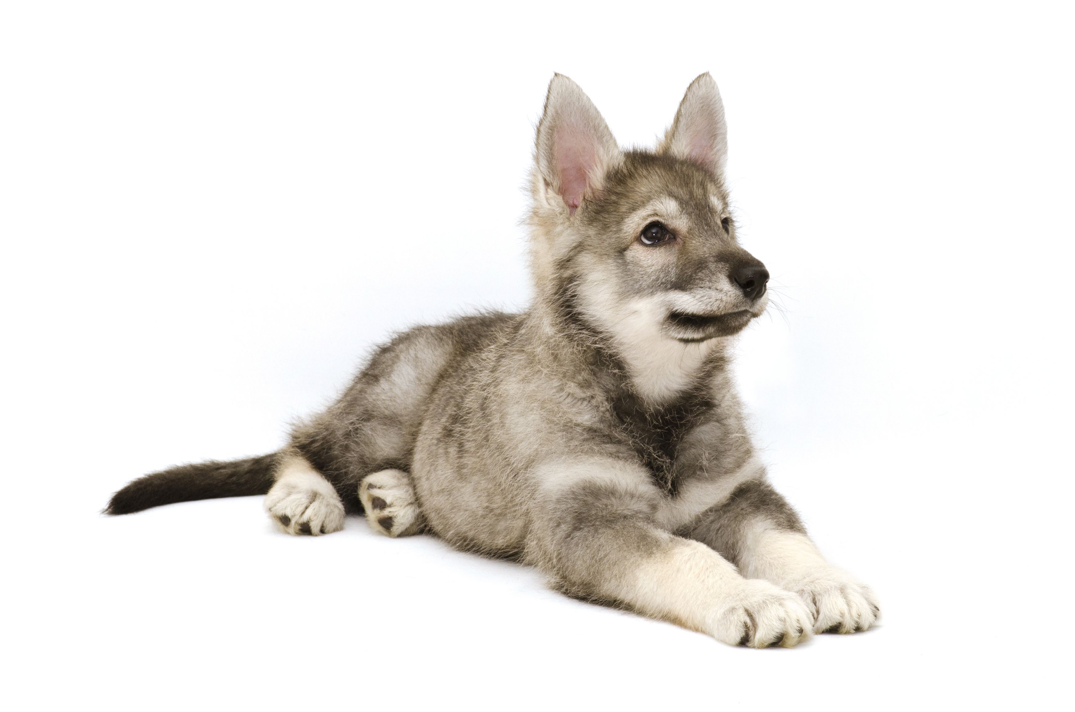13 Wolf Dog Breeds: Siberian Husky, Northern Inuit Dog More