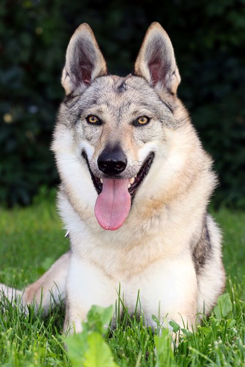 wolf dog breeds czechoslovakian wolfdog sitting in the grass