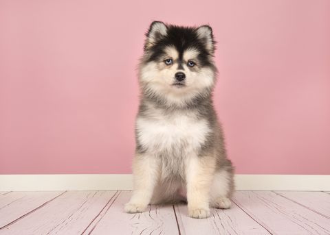 wolf dog breeds pomsky sitting on hardwood floors and behind a pink wall