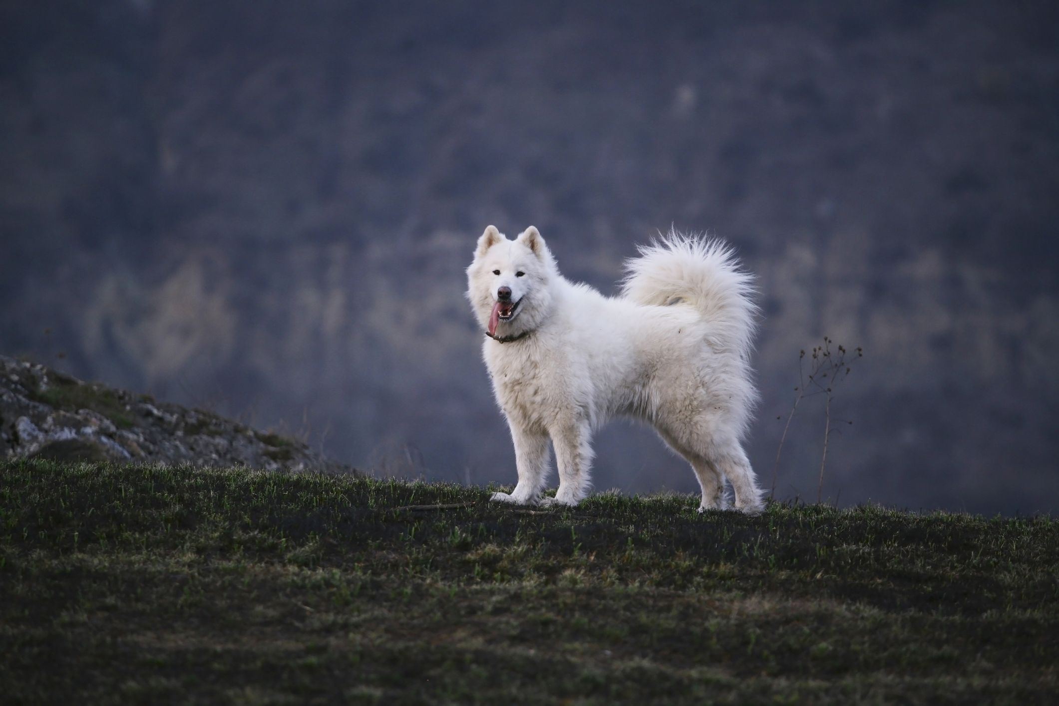 All White Wolf Dog