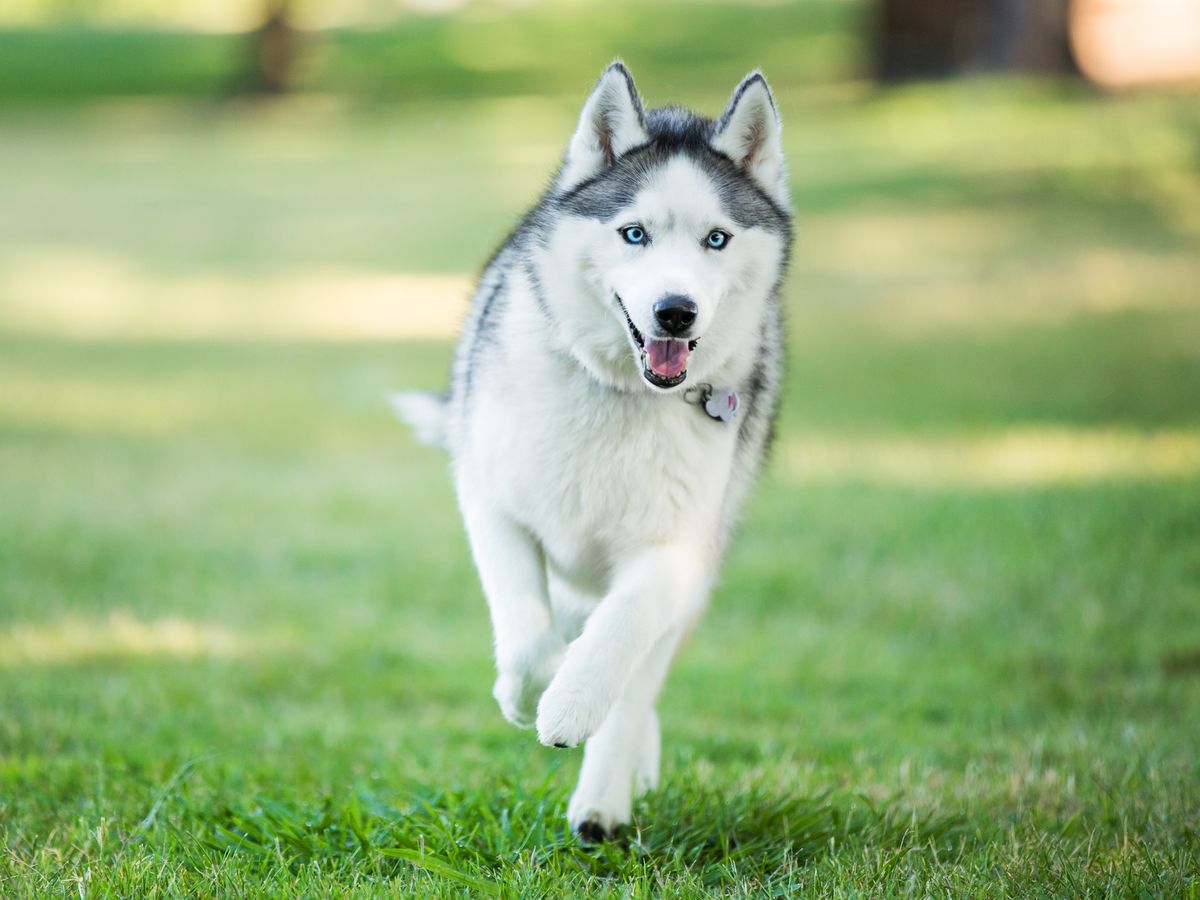 13 Wolf Dog Breeds: Siberian Husky, Northern Inuit Dog & More
