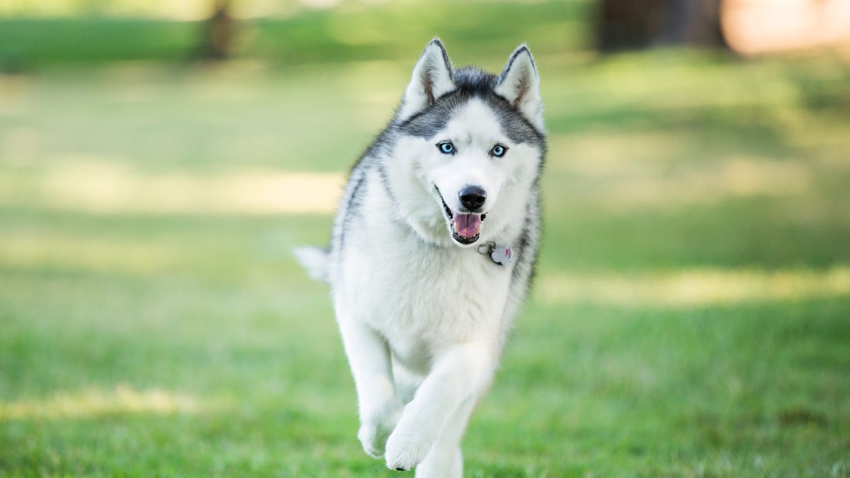 Dog Girll Zxxnxx - 13 Wolf Dog Breeds: Siberian Husky, Northern Inuit Dog & More