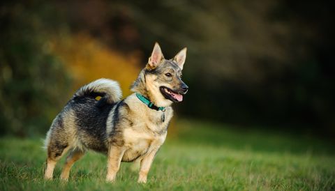 wolf dog breeds swedish vallhund standing on grass