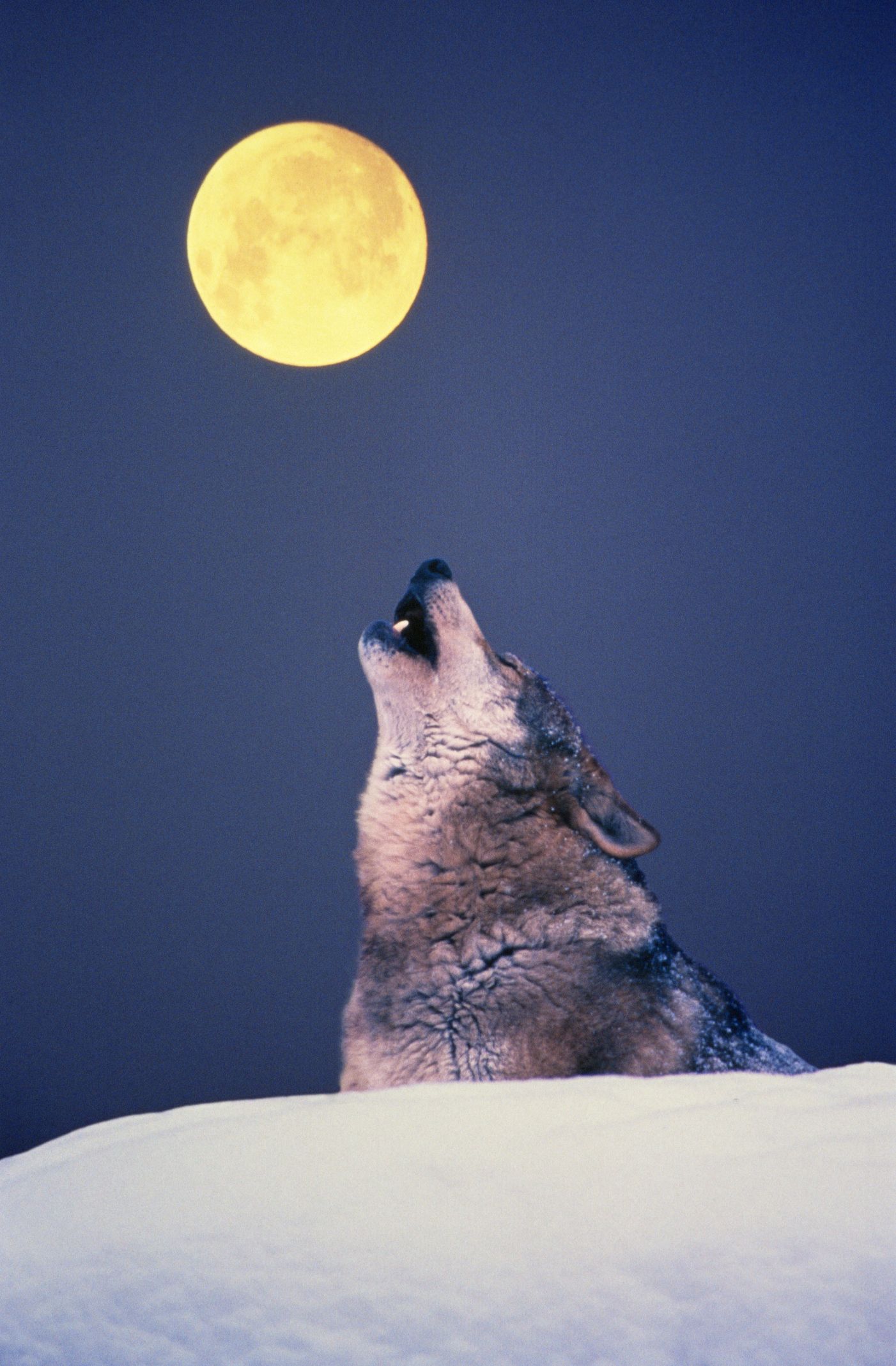 How to Watch January Full Wolf Moon