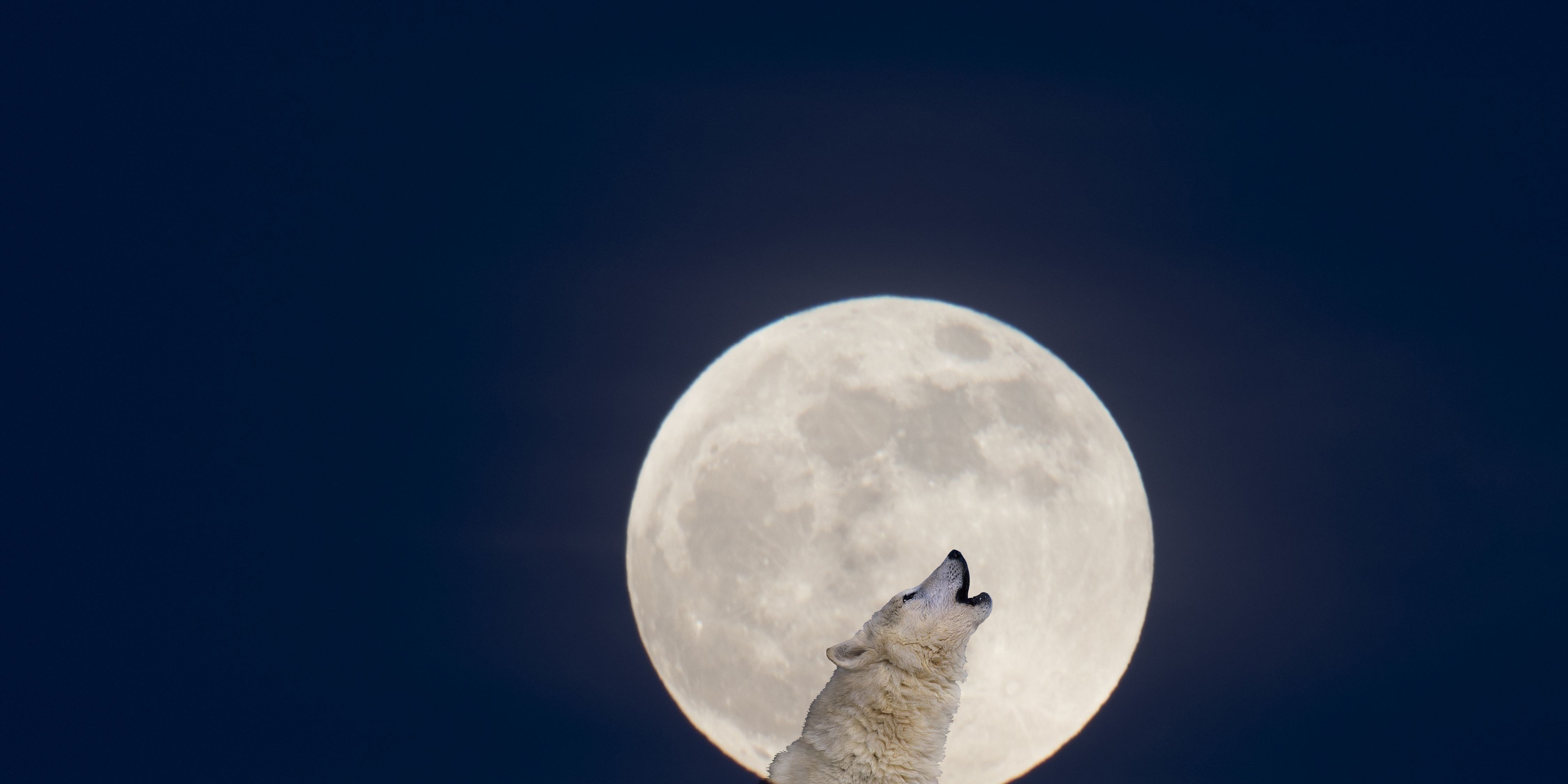 January full moon 2024: The 'Wolf Moon' howls at the Gemini twins