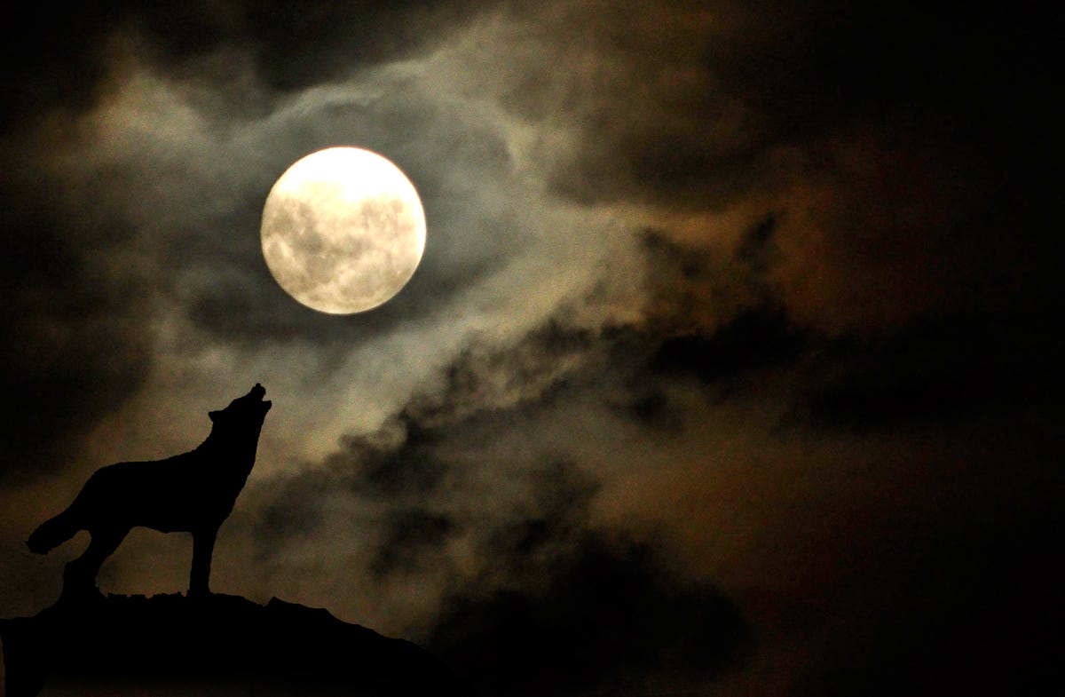 The Wolf Full Moon In Leo Is Here