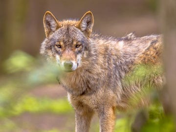 een wolf tuurt door het struikgewas