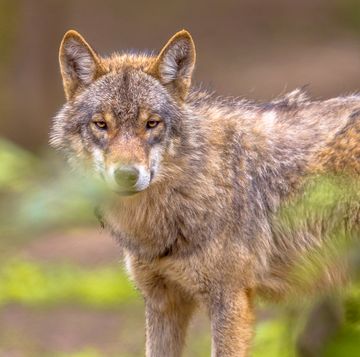 een wolf