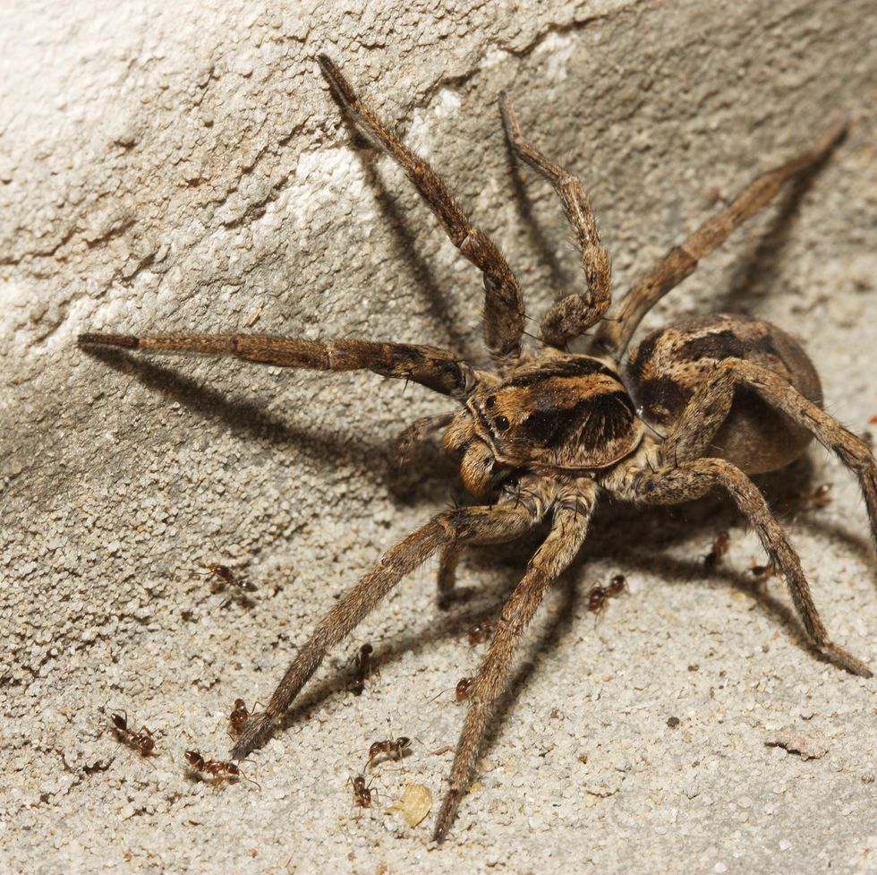 10 Household Spiders UK & Their Benefits
