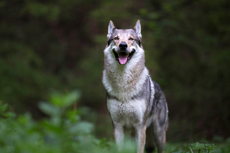 Labradors and German Shepherds have become needier, study finds