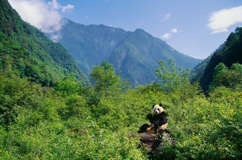 In deze toevluchtsoorden waaronder zeven natuurreservaten en negen landschapsparken in de Qionglai en Jiajinbergen leeft ruim dertig procent van de wereldpopulatie aan pandas