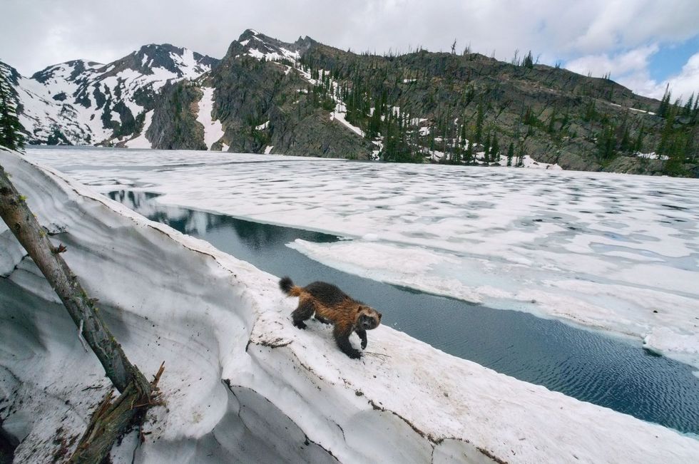 Deze veelvraat in het noorden van Montana is een van de amper driehonderd individuen die voorkomen in de VS buiten Alaska Door klimaatverandering dreigt de populatie gesoleerd te raken Pogingen de soort officieel te beschermen zijn gestrand