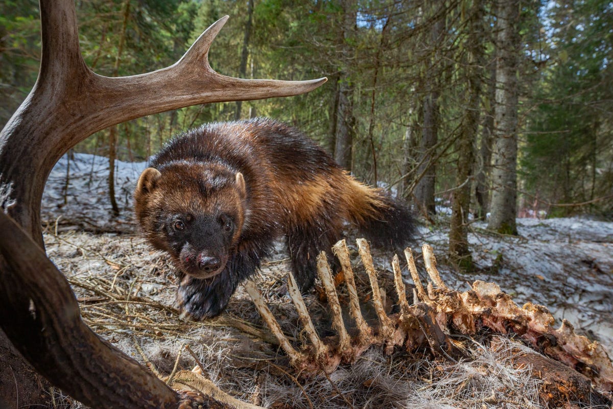 Bij het eten van een hertenkarkas in de bergen van Swan Valley Montana laat een veelvraat een cameraval afgaan Veelvraten zijn schuwe roofdieren die zijn toegerust om te overleven in een ijzig klimaat Kunnen ze zich aanpassen nu de mondiale temperatuur stijgt