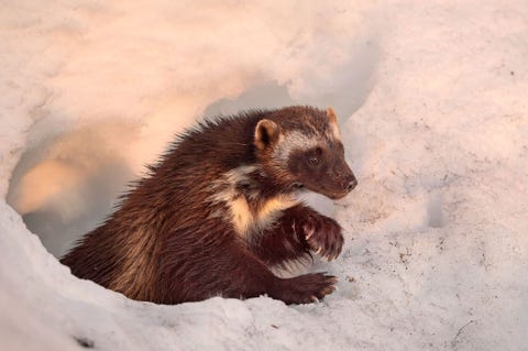 Eind februari graven de wijfjes een diep hol in de sneeuw waarin ze n tot drie jongen baren Door stijgende temperaturen en de steeds dunnere sneeuwlaag in de lente slinkt hun leefgebied mogelijk verder