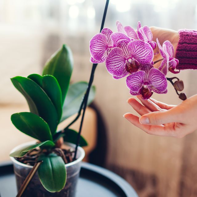 how to care for orchids