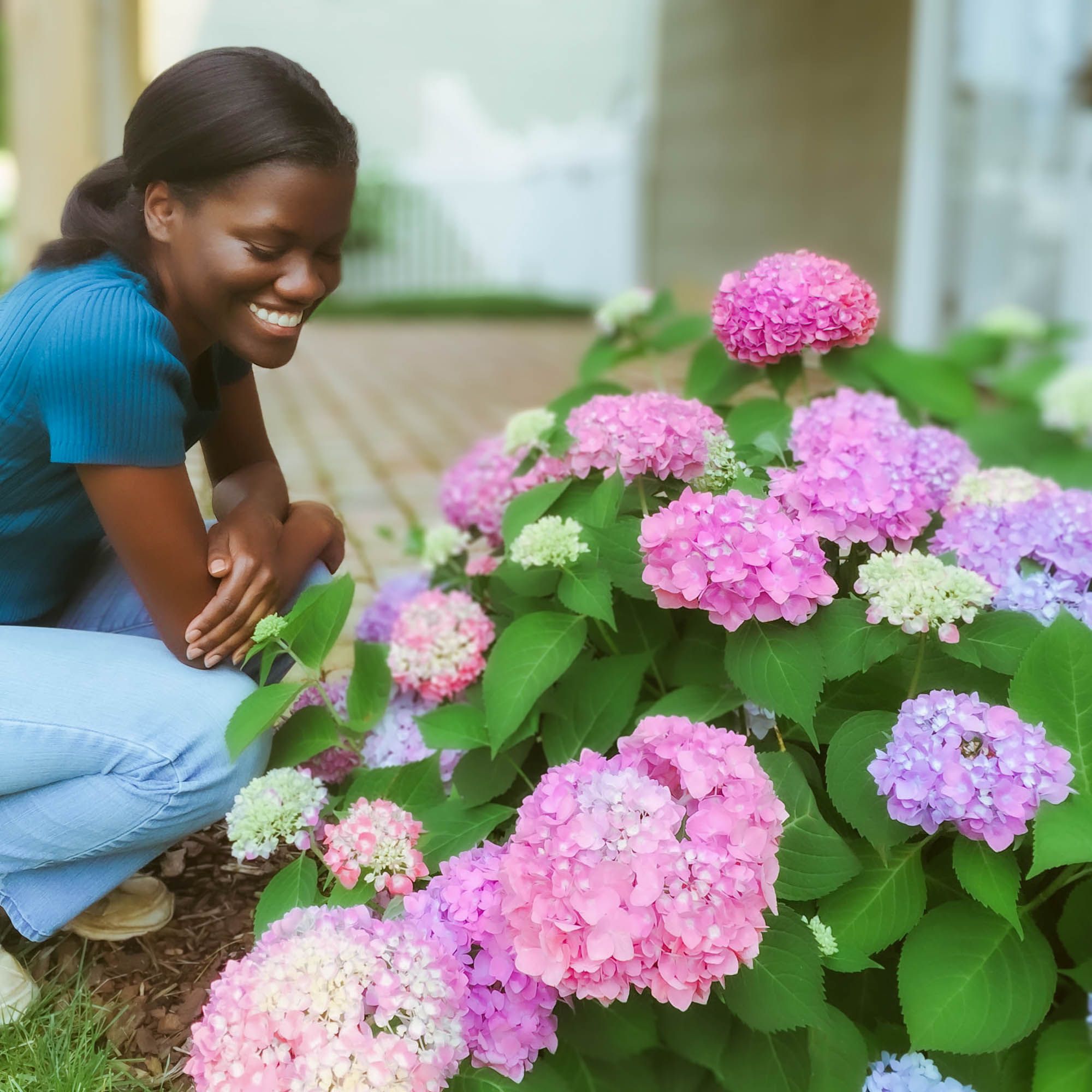 The straight facts on hydrangea flower color