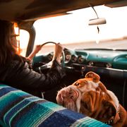woman and english bulldog inside vintage car