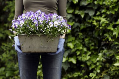 gardening woman holding a plant pot containing pansies viola sp